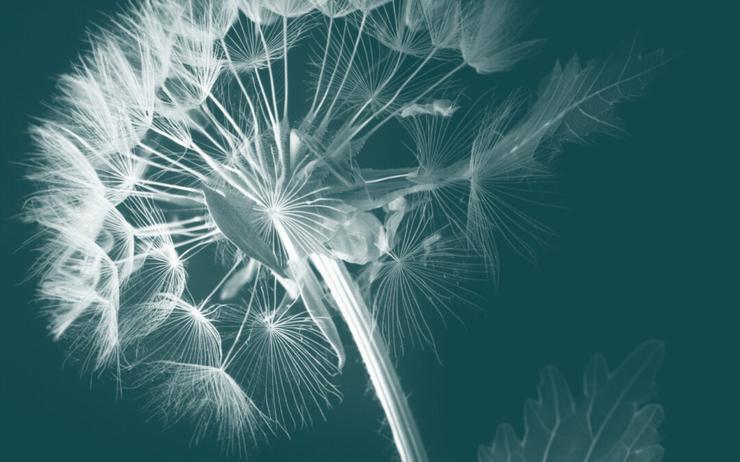 Ars xray of dandelion